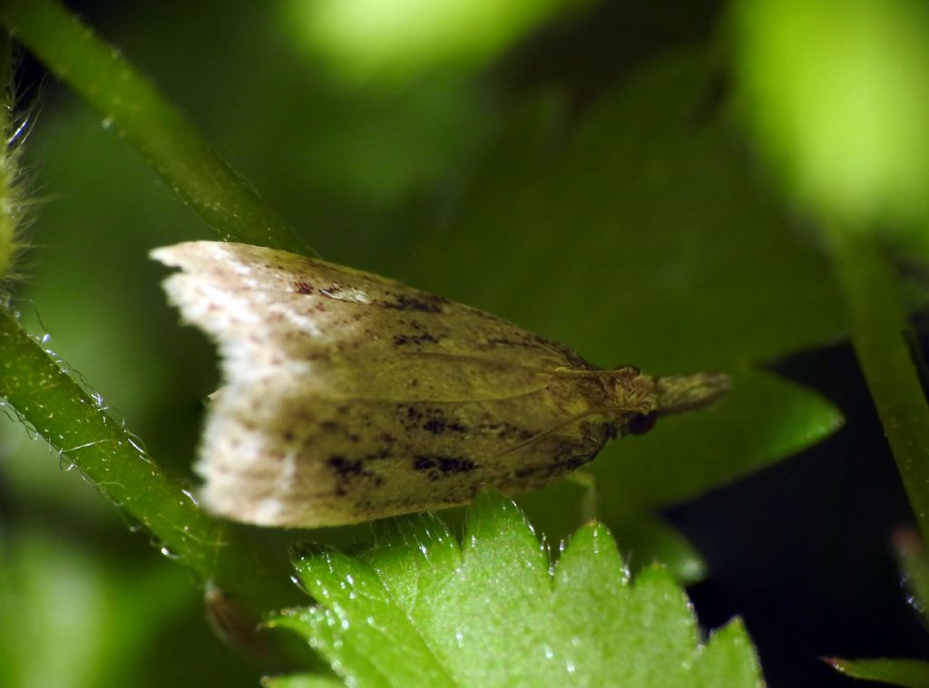 Richiesta aiuto per ID: Eudonia pallida - Crambidae